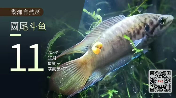 湖湘自然历｜新榜题名㊶当“内卷”蔓延到水底世界……