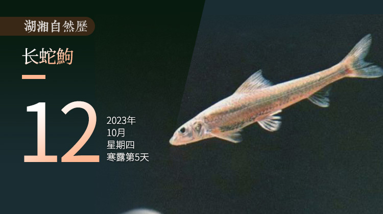 湖湘自然历｜新榜题名㊷什么样的小鱼像钉子？