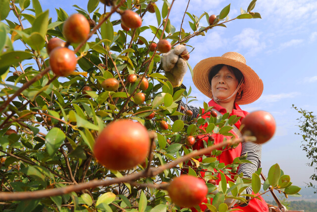 湖南油茶三项指标均居全国首位 油茶林面积2249 75万亩