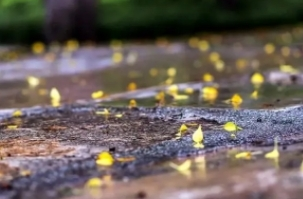 西南降雨持续局地暴雨，北方多地周末将创气温新低