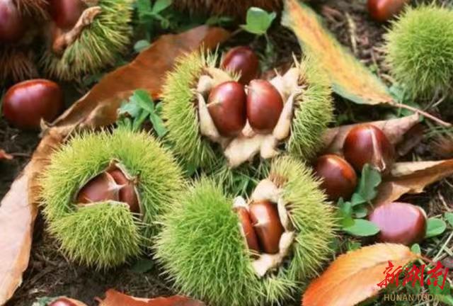 警惕板栗刺成为眼睛“杀手” 眼科医生呼吁注意秋季护眼