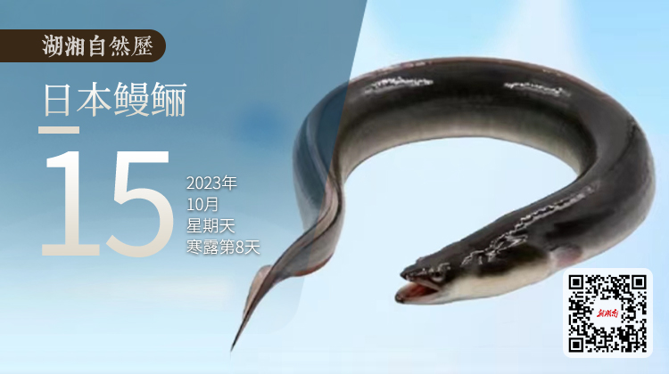 湖湘自然历丨新榜题名㊹春去秋归，它是鱼还是蛇？