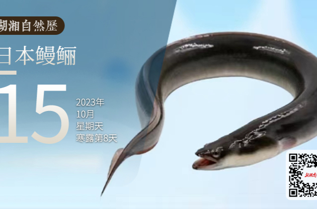 湖湘自然历丨新榜题名㊹春去秋归，它是鱼还是蛇？