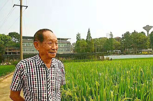 芙蓉国评论丨世界粮食日：做像袁隆平一样的“好种子”