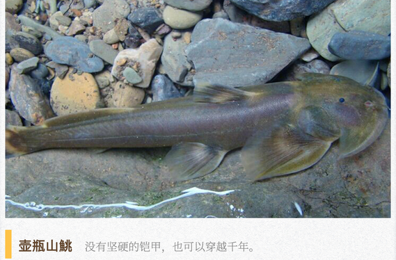 湖湘自然历｜新榜题名㊻“湖南屋脊”上的鱼类“新伙伴”