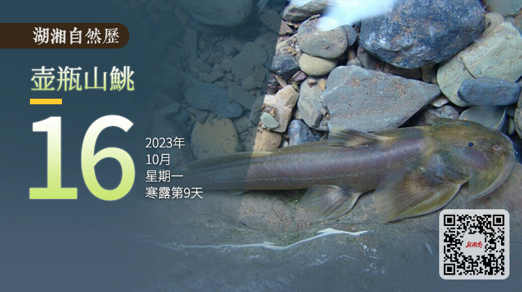 湖湘自然历｜新榜题名㊺“湖南屋脊”上的鱼类“新伙伴”