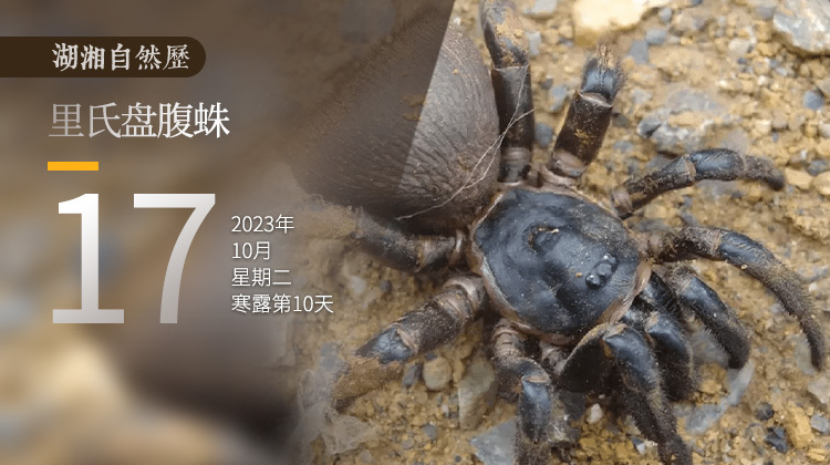 湖湘自然历｜新榜题名㊻你见过“奥利奥臀”吗？