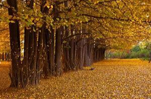 近来心情不好睡眠差 当心这是“悲秋综合征”