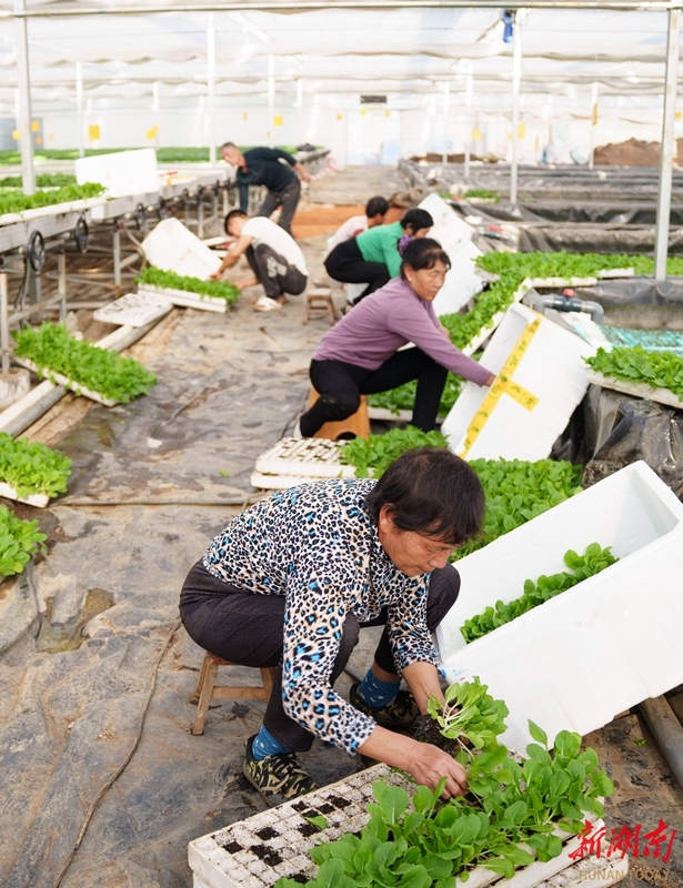 乐鱼体育种植秋冬蔬菜 - 资讯 - 新湖南(图1)