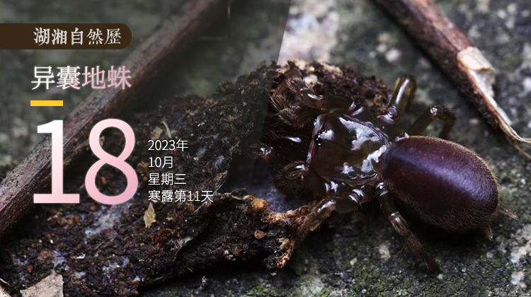 湖湘自然历丨新榜题名㊼最“宅”的蜘蛛莫非是它？