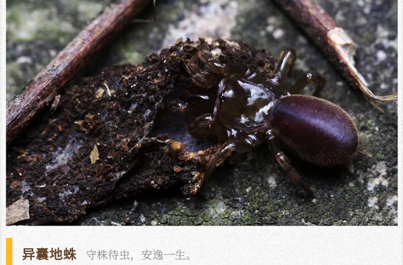 湖湘自然历丨新榜题名㊼最“宅”的蜘蛛莫非是它？