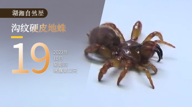 湖湘自然历 | 新榜题名㊽“盘丝洞”的主人长什么样？