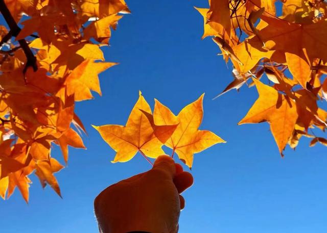 红叶变色率达八成！延庆古崖居美成啥样，看图