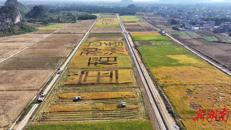 道县：500余亩功能稻彩稻开镰收割