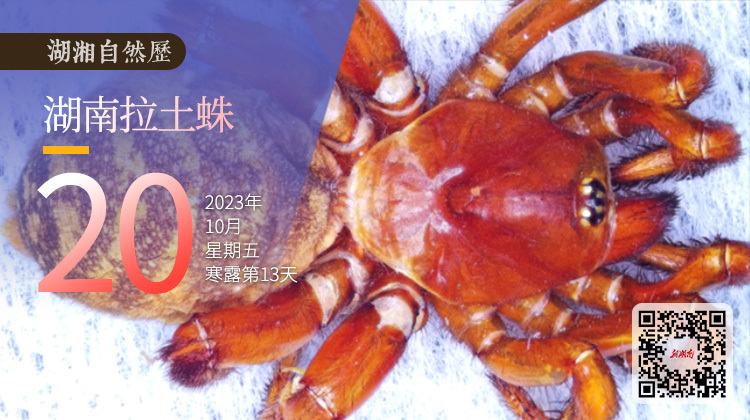 湖湘自然历丨新榜题名㊾拉下土盖子，干掉一只又一只虫子