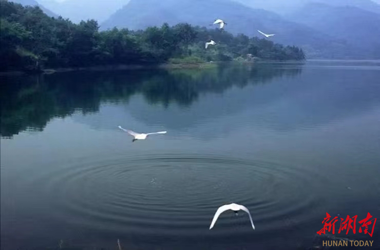 水府庙国家湿地公园:秋水盈盈白鹭飞
