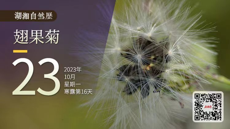 湖湘自然历丨秋实累累②秋风带我去远方，但请别叫我“蒲公英”
