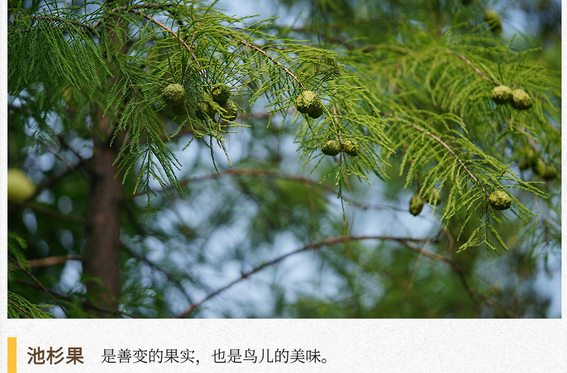 湖湘自然历丨秋实累累①黑尾蜡嘴雀的“瓜子”快成熟了