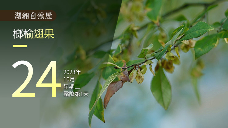 湖湘自然历|秋实累累③错过春夏，让我们在秋天开花秋天结果吧