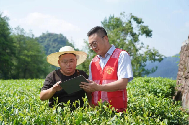 公存户解决茶农账目混乱难题