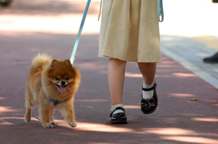 “代遛狗”火了，风险也不小！律师建议提前达成书面协议