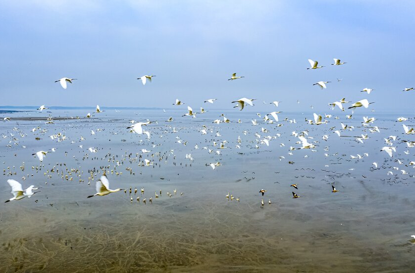 让候鸟在黄盖湖畔欢歌 临湘市秋冬季候鸟保护专项行动启动