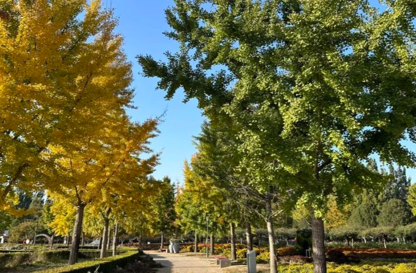北京全市彩叶树变色率播报：这里变色率高达95%