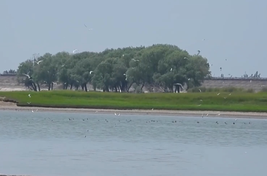 大批候鸟集结洞庭湖，一起去观鸟吧！