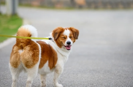 狗嘴套、驱狗神器热卖背后，如何规范文明养犬行为？