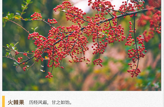 湖湘自然历丨秋实累累⑤冬日的美味，从秋天开始酝酿
