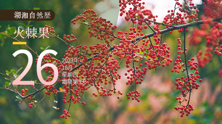 湖湘自然历丨秋实累累⑤冬日的美味，从秋天开始酝酿