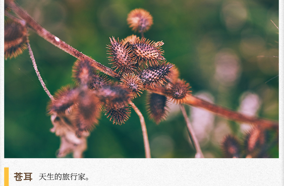 湖湘自然历丨秋实累累⑥长满刺，只为了“黏”着你