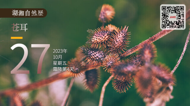 湖湘自然历丨秋实累累⑥长满刺，只为了“黏”着你