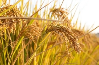 牢牢守住粮食安全底线，全国秋粮已收获过八成