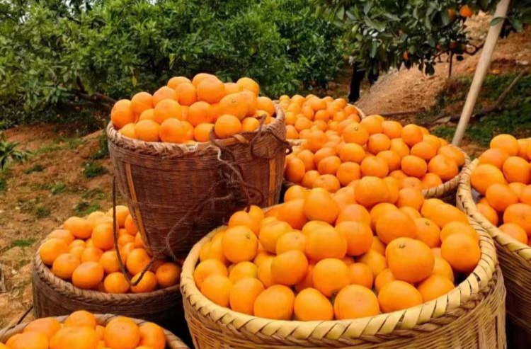 湖南东江湖蜜橘文化节“我与橘的故事”⑥ | 美丽清江，一路橘香