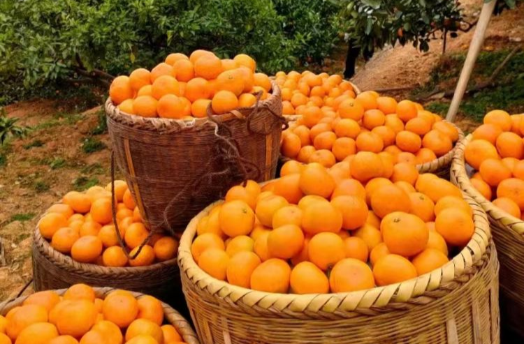 湖南东江湖蜜橘文化节“我与橘的故事”⑧ | 风土橘情