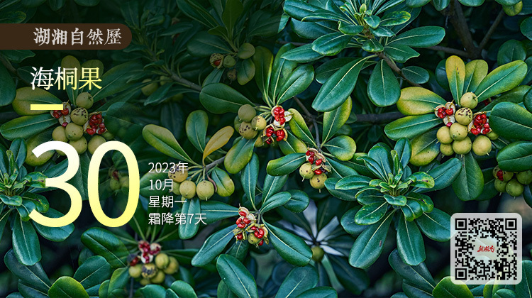 湖湘自然历丨秋实累累⑨芬芳的花，灿烂的果