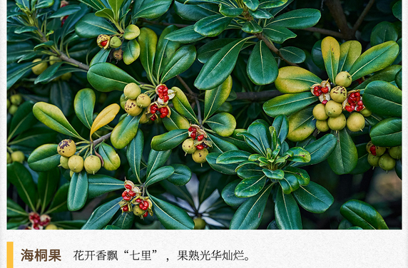 湖湘自然历丨秋实累累⑨芬芳的花，灿烂的果
