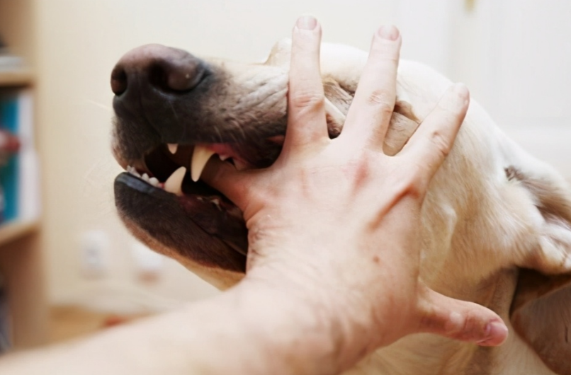 被狗咬住不松口怎么快速摆脱？急诊科专家支招