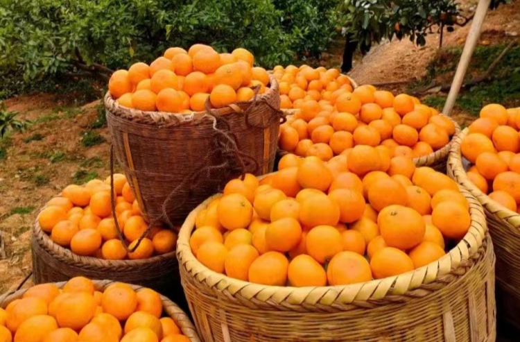 湖南东江湖蜜橘文化节“我与橘的故事”⑦ | 长在心里的“橘”