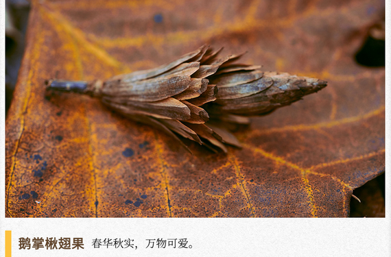 湖湘自然历 | 秋实累累⑩在风中旋转的“小陀螺”