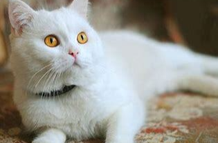 喜欢“撸猫”的朋友，请点进来看一眼呗！