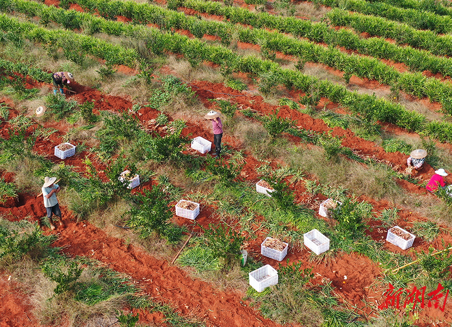 套种生姜产业增效