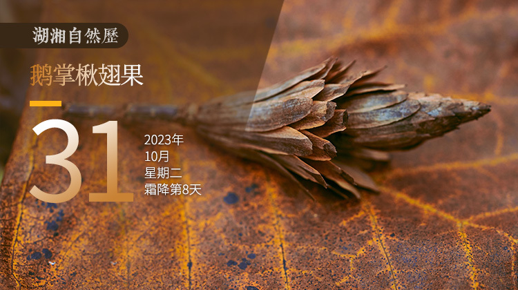 湖湘自然历 | 秋实累累⑩在风中旋转的“小陀螺”