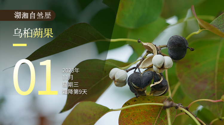 湖湘自然历｜硕果累累⑪树上结满“小山竹”？