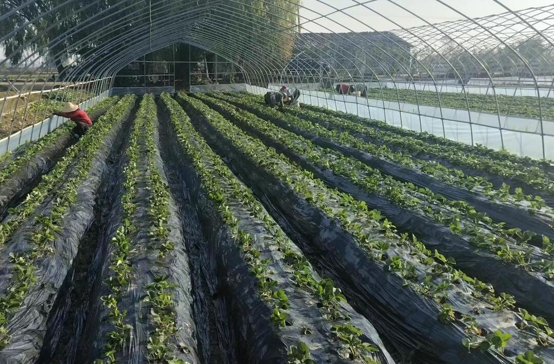 江南镇：发展草莓产业 助力乡村振兴