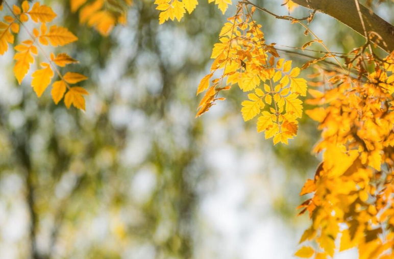东北11月雨雪开场局地有大暴雪 华北黄淮等地暖热