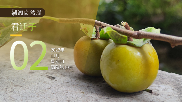 湖湘自然历｜硕果累累⑫经得住风霜的果实最甜蜜