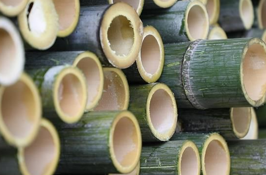 400学者为竹产业高质量发展赋能