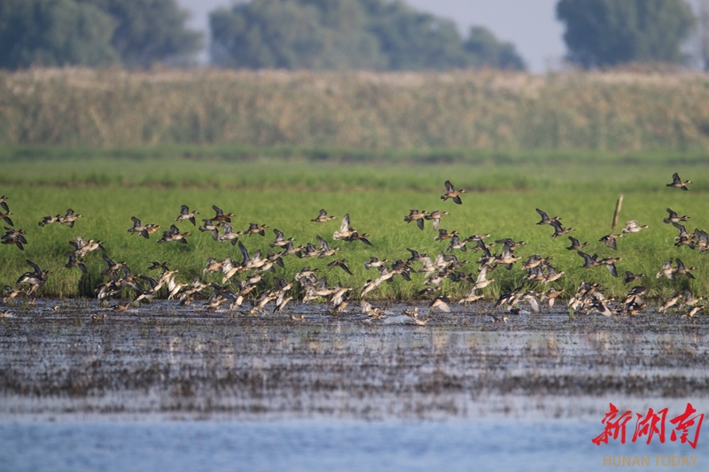 南洞庭湖自然保护区迎来首批越冬候鸟